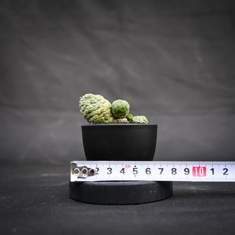 Larryleachia cactiformis / ラリレアキア カクティフォルメ 仏頭玉【発根済】