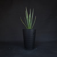 Dracaena cinnabari / ドラセナ シナバリ 【発根済】