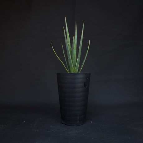 Dracaena cinnabari / ドラセナ シナバリ 【発根済】
