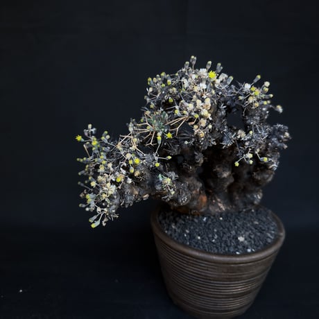 Othonna euphorbioides / オトンナ ユーフォルビオイデス (微発根)
