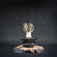 【Premium Line】 Adenium arabicum / アデニウム アラビカム 【微発根】 + TENKUu 【Wild Heaven】