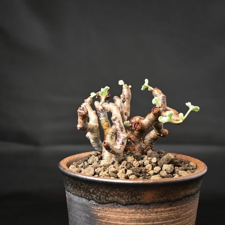 Pelargonium mirabile / ペラルゴニウム ミラビレ (二本差) 【発根済】 + 信楽焼