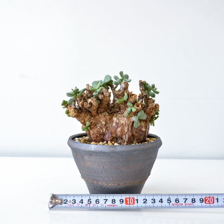【PL】Ceraria pygmaea / ケラリア ピグマエア + 信楽焼 (微発根) [雌雄未判別]