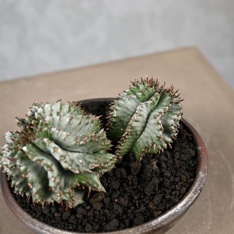 Euphorbia horrida / ユーフォルビア ホリダ + 信楽焼