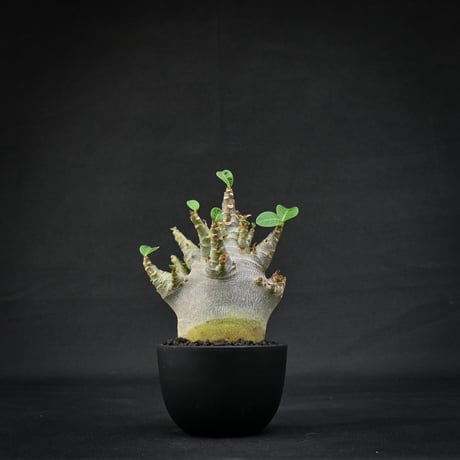 Adenium arabicum super dwarf / アデニウム アラビカム スーパードワーフ【微発根】
