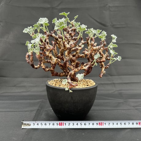 Pelargonium mirabile / ペラルゴニウム ミラビレ (微発根)