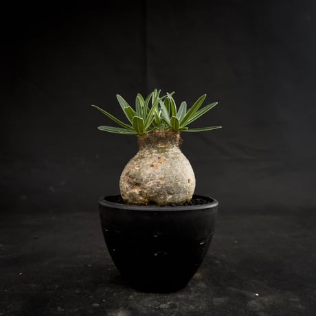 Pachypodium rosulatum var. gracilius / パキポディウム グラキリス 【微発根】