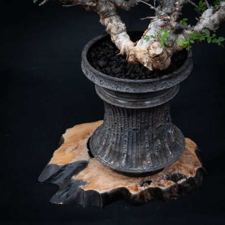 【Premium Line】 Commiphora sp. somalia " Eyl " / コミフォラ エイル 【発根済】 + 【小野瀬 一】