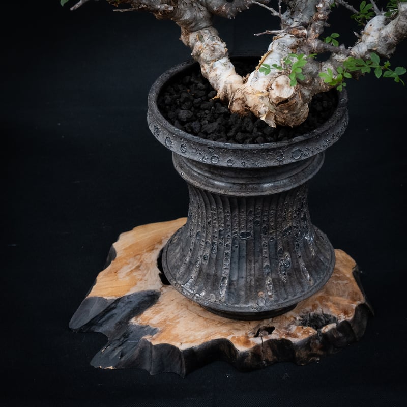 Commiphora sp.Ey② 挿し木 コミフォラエイル② 春の剪定／Commiphora sp. ”Eyl” pruning