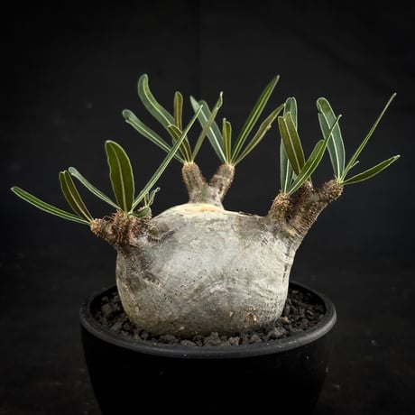 Pachypodium rosulatum var. gracilius / パキポディウム グラキリス 【微発根】