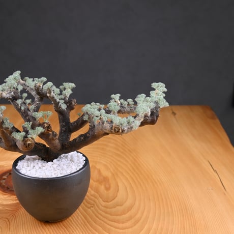 Monsonia multifida  (Sarcocaulon multifidum) / モンソニア ムルチフィダ (サルコカウロン ムルチフィズム) 【発根済】  + 信楽焼