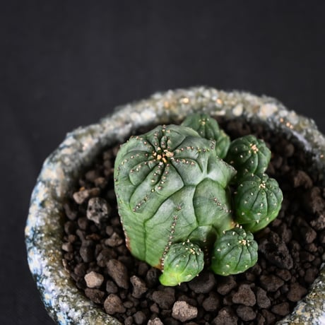 Euphorbia obesa hyb ’ Bonten ’ f. monstrosa  / ユーフォルビア オベサ 梵天 石化 【実生】 + 信楽焼