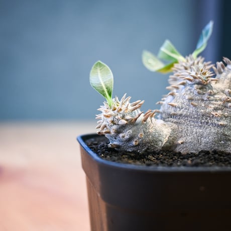 Pachypodium ' Densicaule ' / パキポディウム デンシカウレ 恵比寿大黒 (恵比須大黒)【微発根】