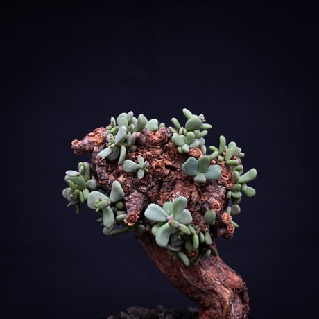 Ceraria pygmaea / ケラリア ピグマエア 【発根済】 [雌雄未判別]