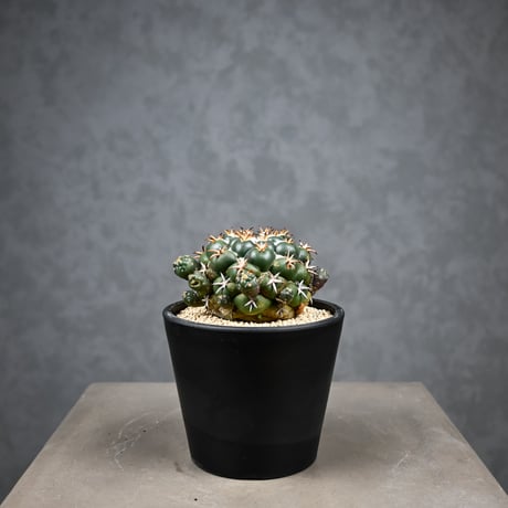 Coryphantha elephantidens / コリファンタ 短刺象牙丸 仔吹き