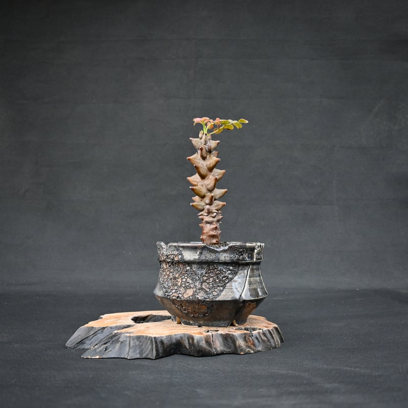 Premium Line】 Beiselia mexicana / ベイセリア メキシカーナ