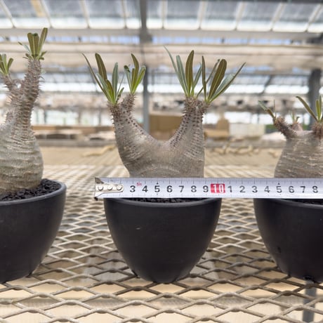 Pachypodium rosulatum var. gracilius / パキポディウム グラキリス 【微発根】