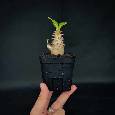 Pachypodium bicolor / パキポディウム ビカラー (バイカラー)【実生】