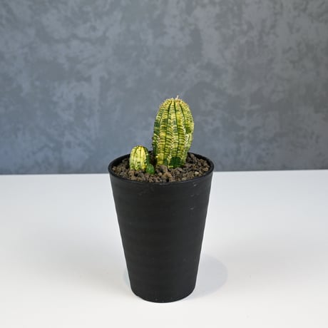 Euphorbia obesa hyb ’ Bonten ’ variegated / ユーフォルビア オベサ 丹天 錦 斑入り 【発根済】