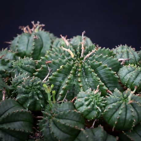 Euphorbia valida / ユーフォルビア バリダ 【発根済】【雌株】