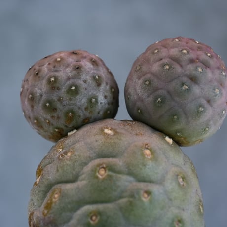 Tephrocactus geometricus / テフロカクタス ゲオメトリクス 大玉 【自根】