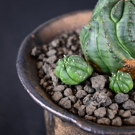 Euphorbia obesa hyb ’ Bonten ’ f. monstrosa  / ユーフォルビア オベサ 梵天 石化 【実生】 + 信楽焼