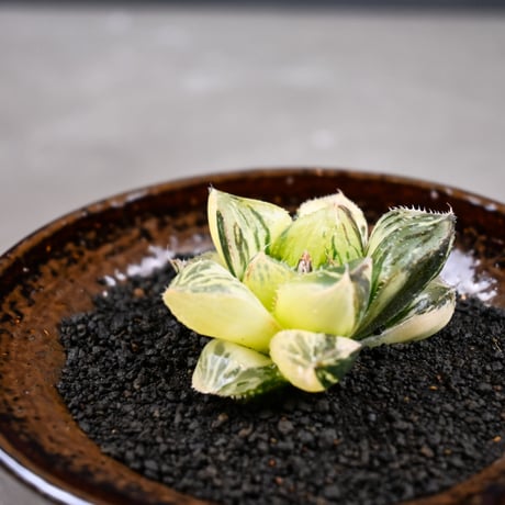 Haworthia 'Juliana' ( 'Mirrorball' X cooperi var. truncata variegated ) / ハオルチア ジュリアナ + 信楽焼