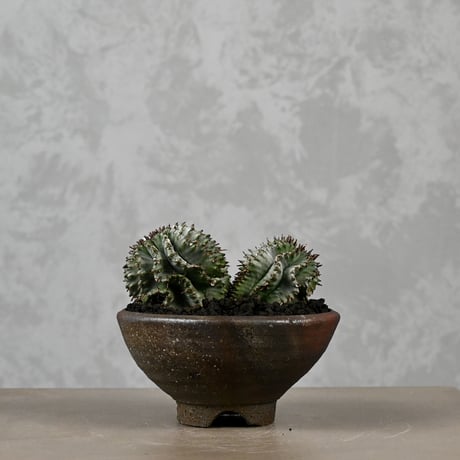 Euphorbia horrida / ユーフォルビア ホリダ + 信楽焼