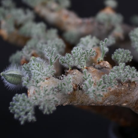 【Premium Line】 Monsonia multifida  (Sarcocaulon multifidum) / サルコカウロン ムルチフィズム 【微発根】+ 利休 -RIKYU-