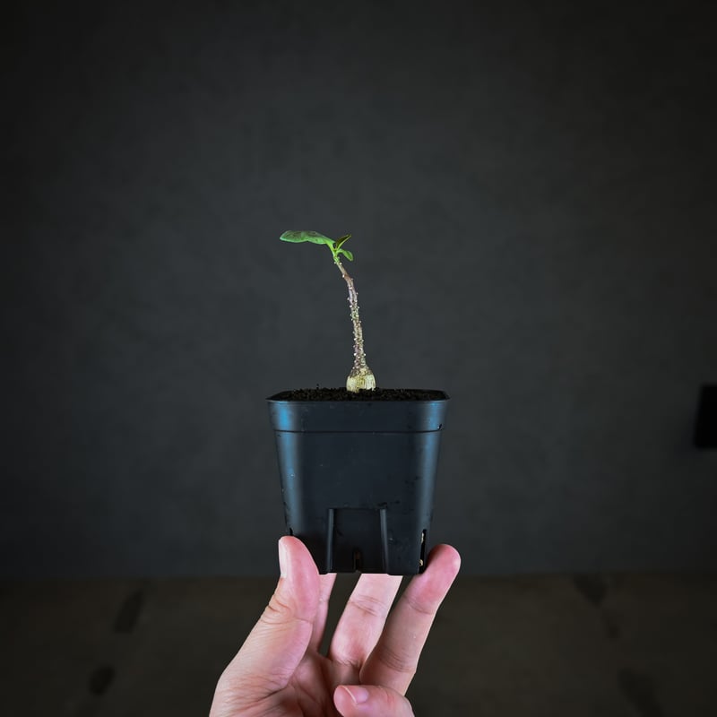 Adenia pechuelii / アデニア ペチュエリー 【実生】 | GREEN MON