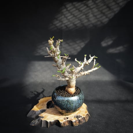 【Premium Line】 Boswellia neglecta / ボスウェリア ネグレクタ 【微発根】 +  Vintage【後藤 瑞葉】