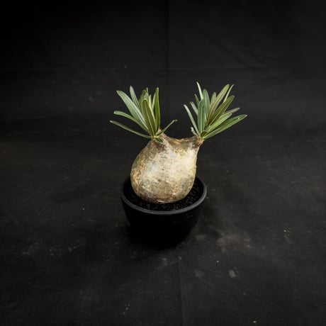 Pachypodium rosulatum var. gracilius / パキポディウム グラキリス 【微発根】