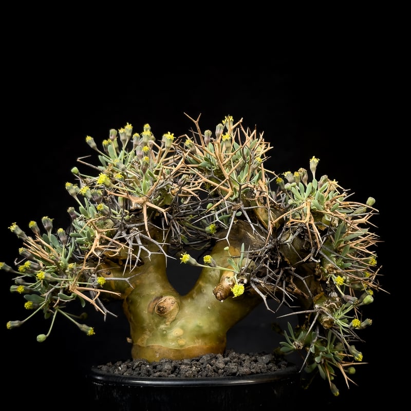 Othonna euphorbioides / オトンナ ユーフォルビオイデス (微発 Othonna euphorbioides / オトンナ ユーフォルビオイデス (微発