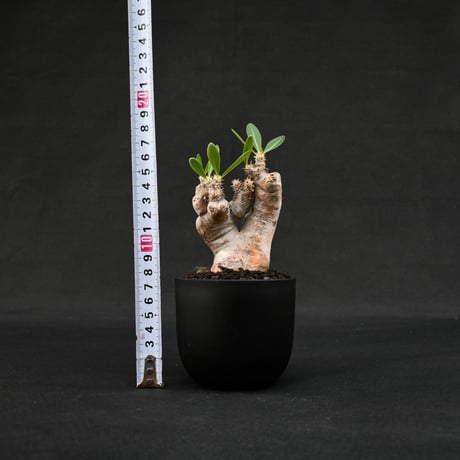 Pachypodium rosulatum var. brevicalyx / パキポディウム ブレビカリクス 【微発根】