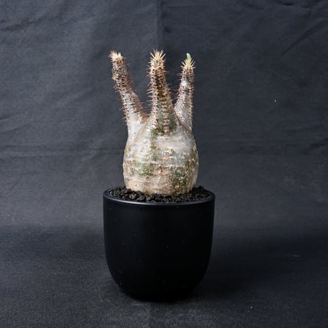 Pachypodium rosulatum var. gracilius / パキポディウム グラキリス 【発根済】