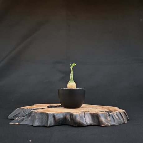 CATEGORY アデニア | GREEN MONSTERS