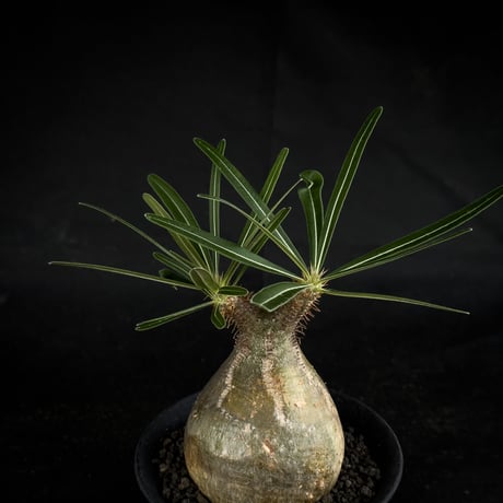 【Premium Line】 Pachypodium rosulatum var. gracilius / パキポディウム グラキリス 【微発根】+ 黒鉄【KUROGANE】