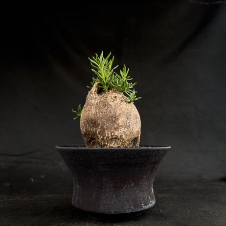 【Premium Line】Pachypodium bispinosum / パキポディウム  ビスピノーサム 【微発根】+ 黒鉄【KUROGANE】