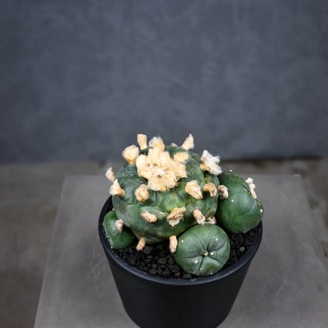 Lophophora diffusa / ロフォフォラ ディフューサ 翠冠玉