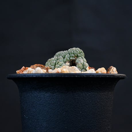 Larryleachia cactiformis / ラリレアキア カクティフォルメ 仏頭玉【発根済】