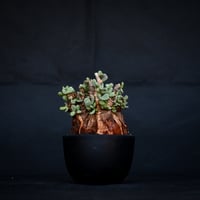 Ceraria pygmaea / ケラリア ピグマエア 【発根済】 [雌雄未判別]