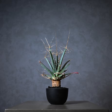 Leuchtenbergia principis / レウクテンゲルギア プリンキピス 晃山【実生】
