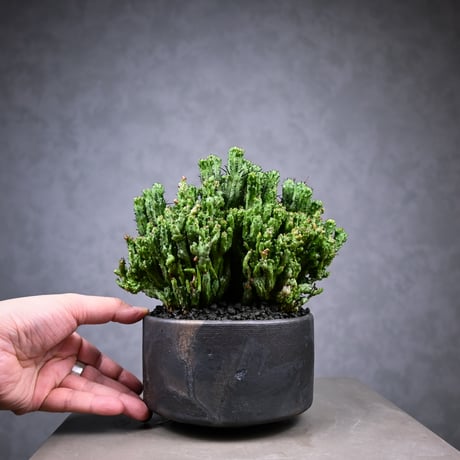 Euphorbia enopla f. monstrosa cristata / ユーフォルビア エノプラ 石化 綴化【実生】 + 信楽焼