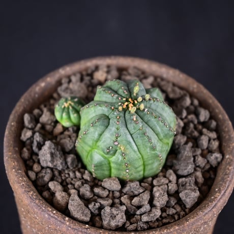 Euphorbia obesa hyb ’ Bonten ’ f. monstrosa  / ユーフォルビア オベサ 梵天 石化 【実生】 + 信楽焼