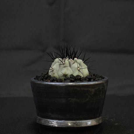 【Premium Line】Copiapoa cinerea / コピアポア シネレア 黒王丸 【実生】+ MANGAN