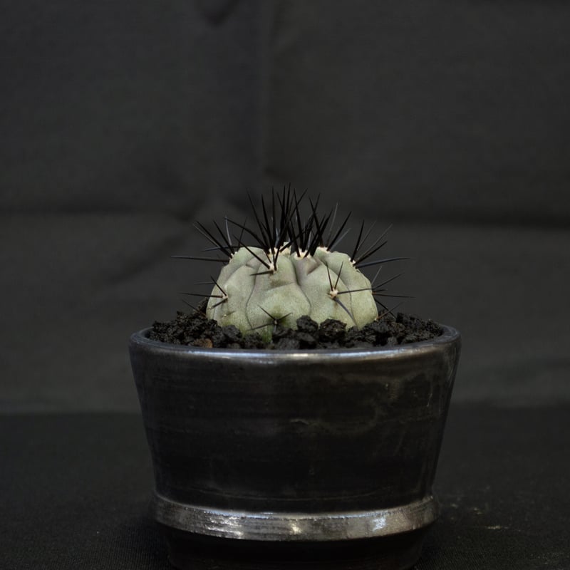 Premium Line】Copiapoa cinerea / コピアポア シネレア 黒王丸 Premium Line】Copiapoa cinerea / コピアポア シネレア 黒王丸
