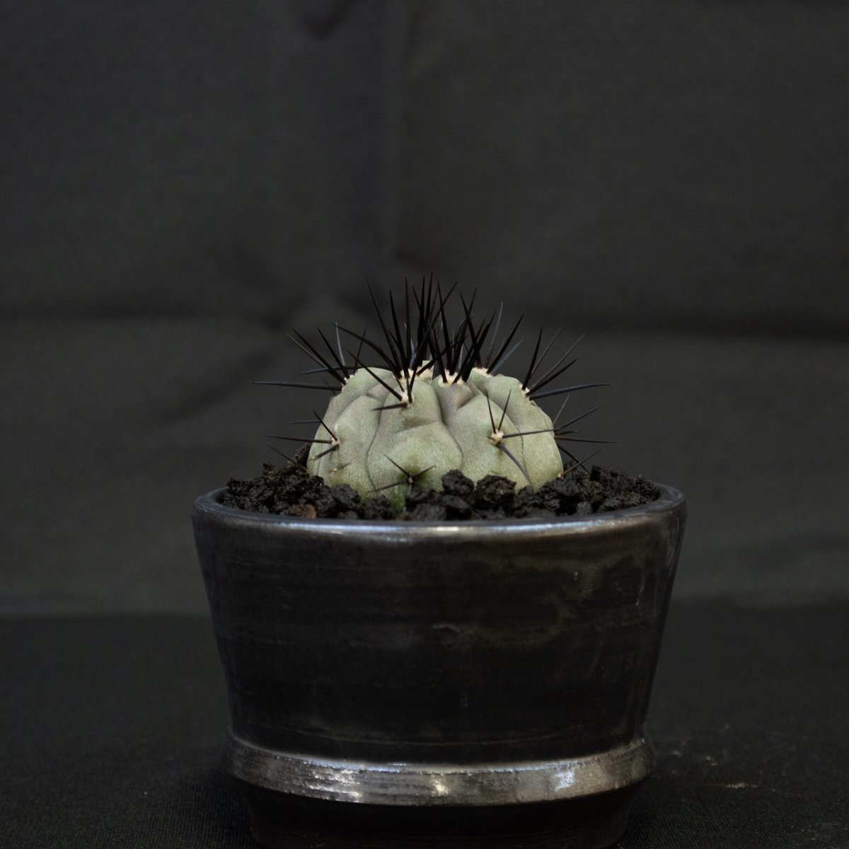 Premium Line】Copiapoa cinerea / コピアポア シネレア 黒王丸 Premium Line】Copiapoa cinerea / コピアポア シネレア 黒王丸