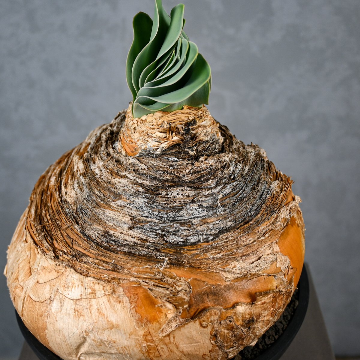 Boophane haemanthoides / ブーファン ハエマンソイデス 【発根済】 |