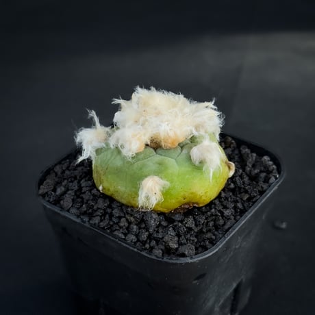 Lophophora diffusa / ロフォフォラ ディフューサ 翠冠玉 【実生】