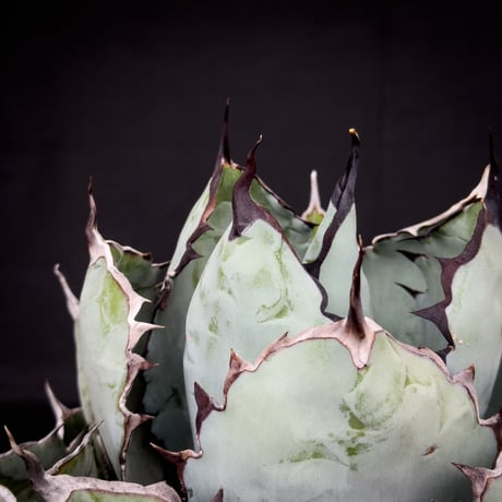 【XLサイズ】 Agave titanota ' Black and Blue ' / アガベ チタノタ ブラックアンドブルー (ブルーボール) (ベアルート)